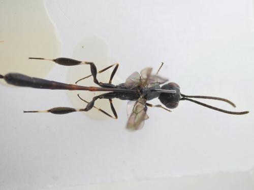 Gasteruption jaculator
